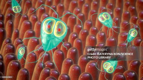 Giardia Lamblia Parasites In Human Intestine Illustration Illustration Getty Images