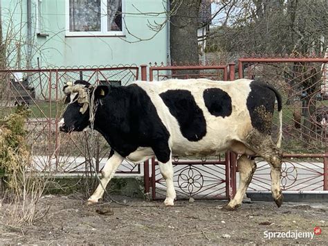 Wysoko cielna krowa mleczna Busko Zdrój Sprzedajemy pl