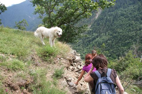 En Randonn E Comment Se Comporter Face Aux Chiens Qui Prot Gent Les