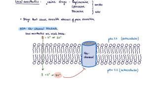 Brandl S Basics Mechanism Of Action Of Local Anesthetics Doovi