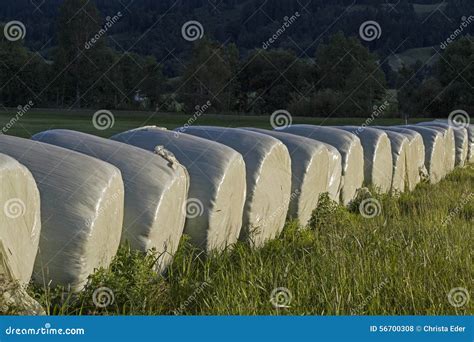 Grass Baled Silage Stock Photo Image Of Baled Series 56700308