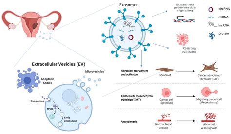 Cancers Free Full Text Exosomes On Endometrial Cancer A Biomarkers