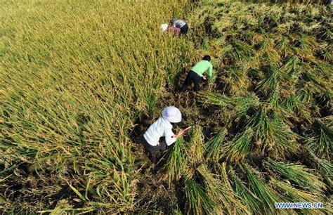 Chinese Hybrid Rice Yield Hits Record Official Global Times