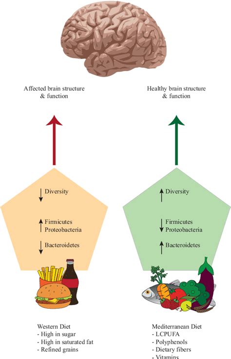 Figure 1 From Relationship Between Diet The Gut Microbiota And Brain