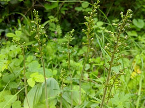 Where And When To See Wild Orchids In The Uk Plantlife