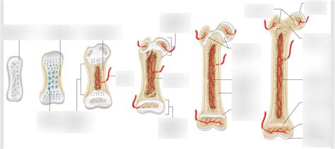 Endochondral Ossification Diagram Quizlet