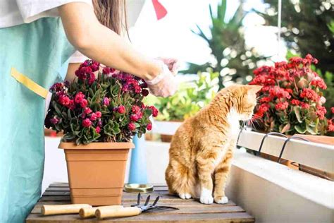 Piante Da Balcone Aprile Mese Perfetto Per La Semina Quali Piantare