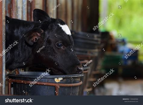 Calf Care Dairy Farm Management Calf Stock Photo Shutterstock