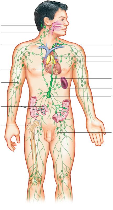 Lymphatic System Diagram Diagram Quizlet