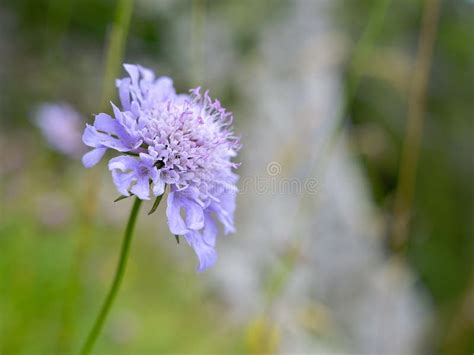 Lila Blume im Wald stockfoto Bild von lila blatt frühling 227720178