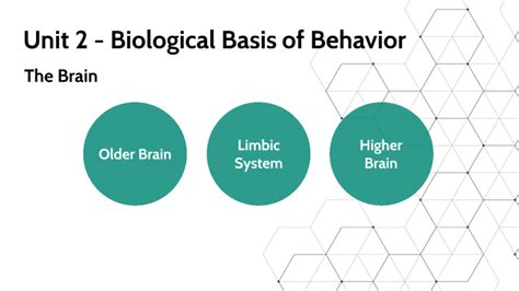 Ap Psych Review The Brain By Winnie Fritz Durocher On Prezi