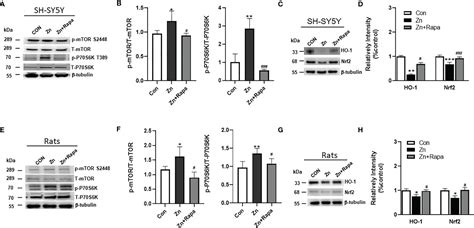 Frontiers Rapamycin Attenuated Zinc Induced Tau Phosphorylation And