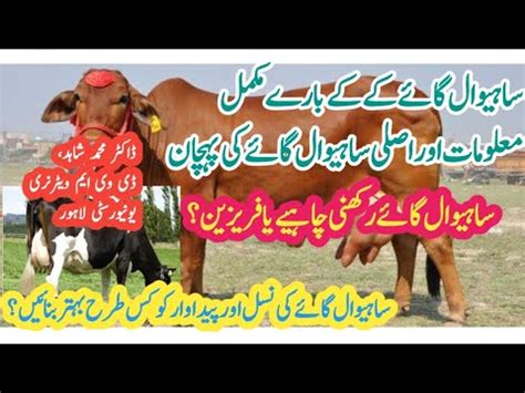 Sahiwal Cattle Information About Production And Everything Sahiwal Gay Ki Pehchan Youtube