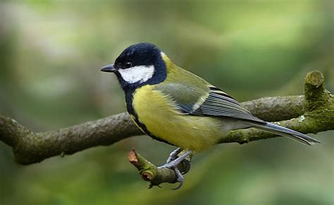 La mésange charbonnière : comment vit-elle ? Tout savoir sur la mésange