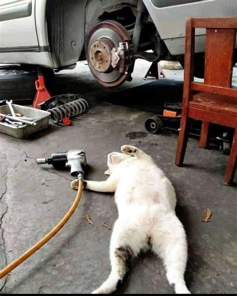 Car Mechanic Cat Rcats