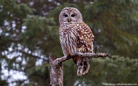 Interesting Facts About Barred Owls Just Fun Facts