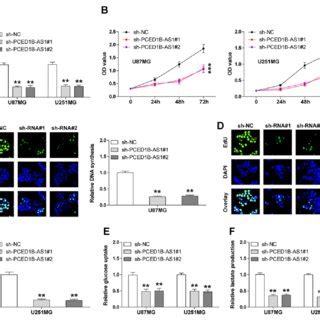 Pced B As Overexpression Promotes Gbm Cell Proliferation Glucose