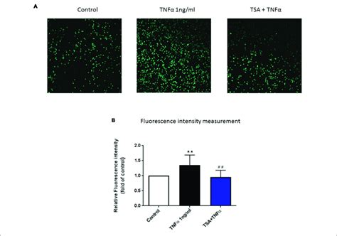 The Functional Role Of TSA On PBMC Adhesion To HUVEC Monolayer Until