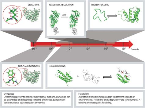 Schematic Illustration Of Conformational Events In Proteins The