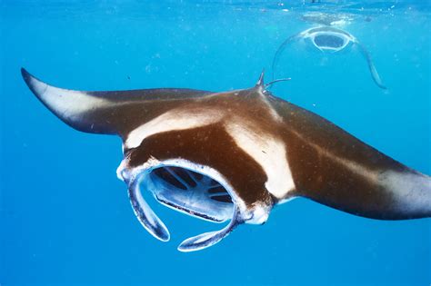 Everything You Need to Know About Diving with Manta Rays