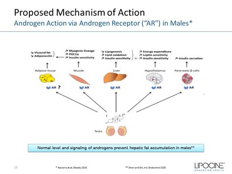 Proposed Mechanism Of Action Androgen Action Via Androgen Receptor Ar