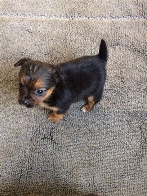 Jack Russellyorkshire Terrier Puppy In Aylesbury Buckinghamshire