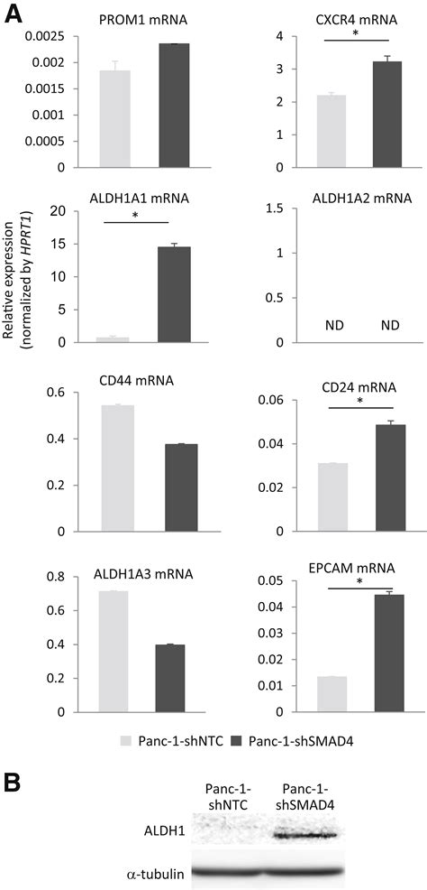 Smad Decreases The Population Of Pancreatic Cancerinitiating Cells