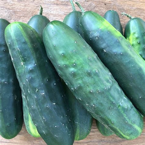 Marketmore 76 Cucumber Revival Seeds