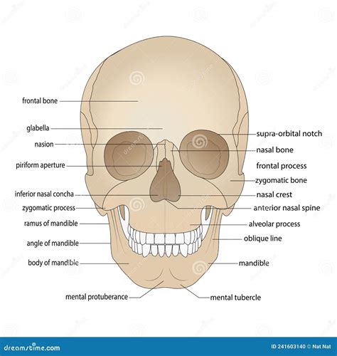 Bones Of The Skull Anatomy Jacksonville Orthopaedic Off