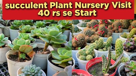 Succulent Plant Nursery Visit Delhi Chandigarh