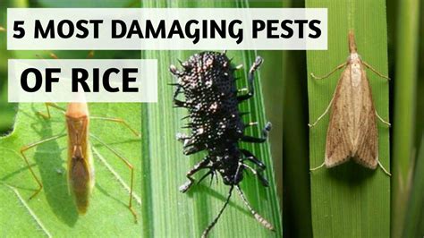 5 Most Damaging Pests Of Rice Agril Career