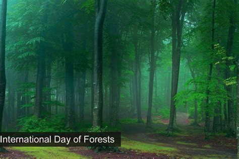 International Day of Forests 2022 :Theme, Facts. Activities, History, Quotes. Purpose