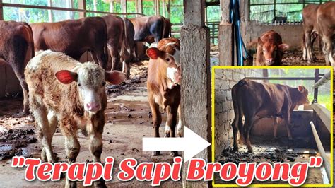 Ada Kamar Terapi Kusus Sapi BROYONG PROLAPSUS UTERI Kamar BERSALIN