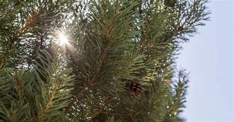 Pinus Sylvestris Norske Typ Waldkiefer Norwegen Baumschule