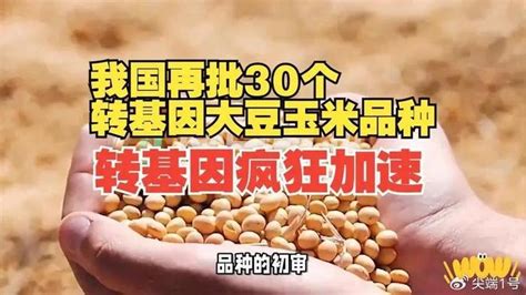 农业部宣布育种突破：30个转基因玉米大豆品种初审过关，为何是喜讯？转基因转基因技术初审新浪新闻