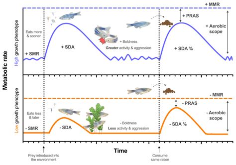 Conceptual Diagram Showing Some Of The Traits Of Fish That May