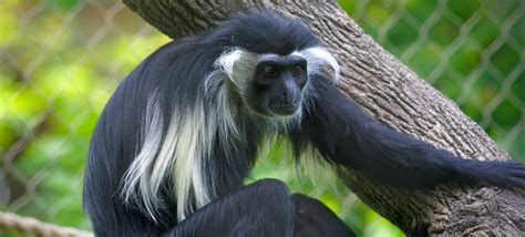 Definitive Guide To Allens Swamp Monkey Facts Habitat Conservation
