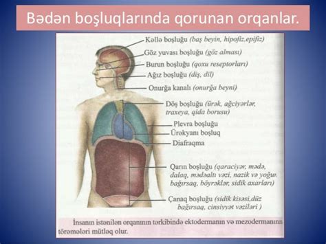 Biologiya Orqanlar Sistemi