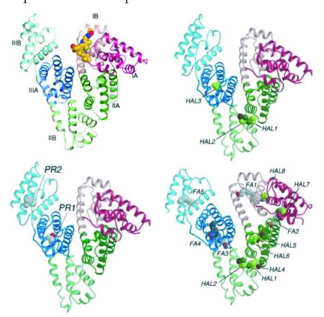 Left Top 3d Structure Of Hsa Complexed With 4z15e Bilirubin Ixα