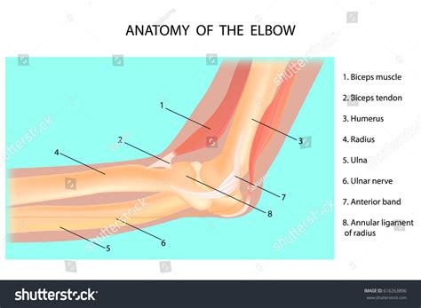 Anatomy Elbow Cubitus Vector Illustration Stock Vector (Royalty Free ...