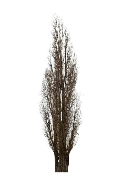 Naked Tree On White Stock Photo Image Of Isolated Clean