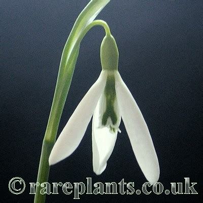 Galanthus Wasp – RarePlants