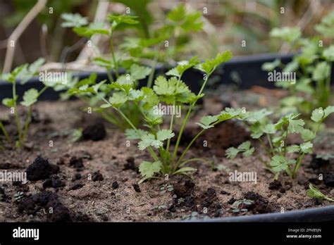 Pequeña Planta De Coriandro De La Especie Coriandrum Sativum Con