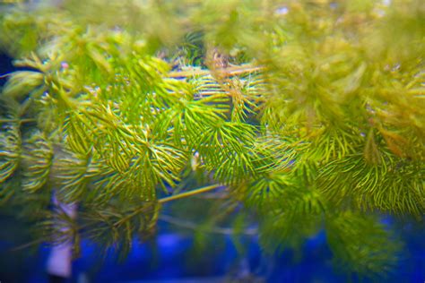 Top 18 Floating Aquarium Plants To Liven Up Your Tank