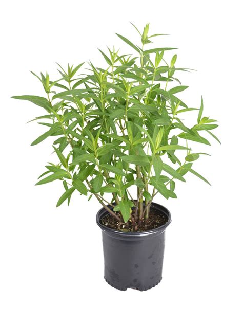 Cinderella Swamp Milkweed Potted Gardeners Supply