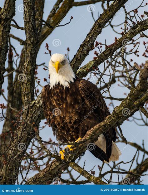 Bald Eagle Perched In Tree Stock Image Image Of Serious