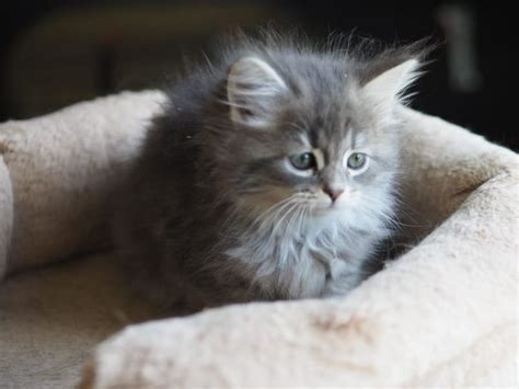 SIBERIAN kittens