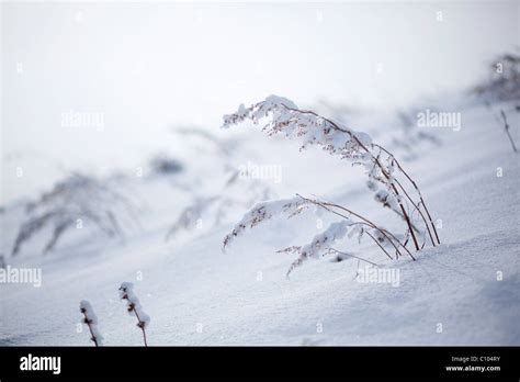 snow covered bush Stock Photo - Alamy