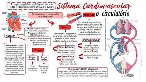 Sistema Cardiovascular Angelina Estupi An Udocz