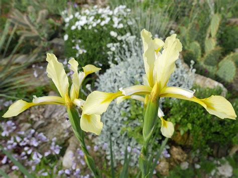 Iris Halophila Yuccashop